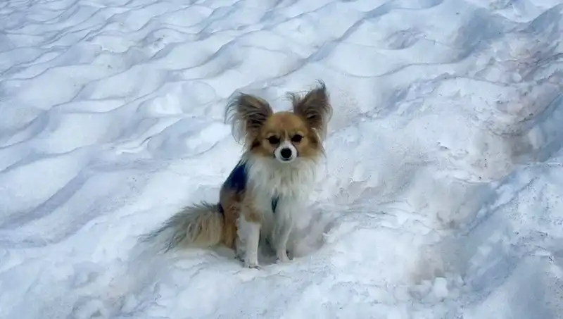 Buzul Yarığına Düşen Adamı Sadık Dostu Köpeği Kurtardı