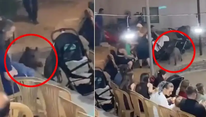 Düğün Töreninde Yaban Domuzu Sürprizi: Misafirler Şokta!