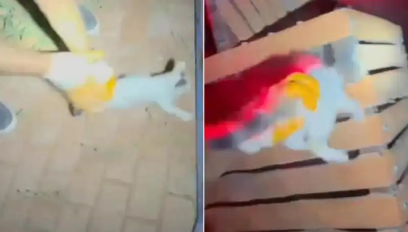 Gece Yarısı İtfaiye Ekiplerinden Kedi Kurtarma Operasyonu