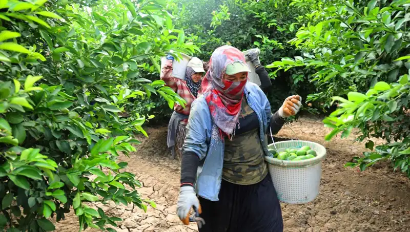 Markette Patates Fiyatları Çıldırdı: Hasat Dönemi Umut Veriyor