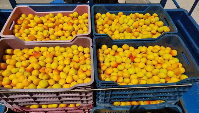 İlk Hasat: Tarımın Yeni Yüzü, 500 TL’den Alıcı Buldu