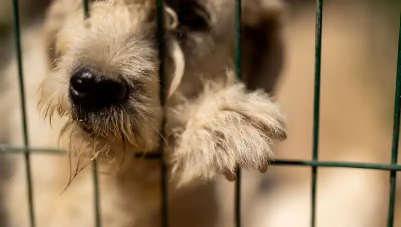 İş Stresi, Evcil Hayvanlarımızı da Etkiliyor: Köpekler Hakkında Bilinmesi Gerekenler