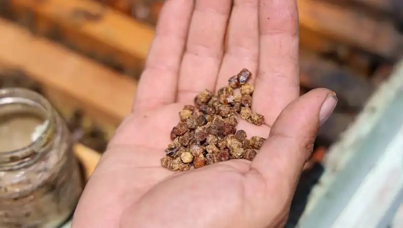 Eski Atık, Şimdi Pahalı Bir Protein Kaynağına Dönüşüyor
