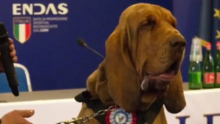 Arama Köpeğine Suikast: Çivili Sosisle Gerçekleştirilen Olay Şokta