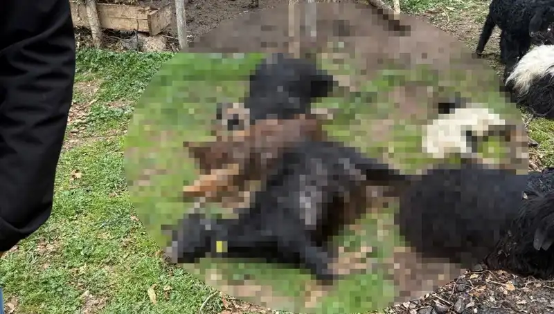 Sahipsiz Köpekler, Olaylı Bir Gecede 18 Keçiyi Telef Etti!