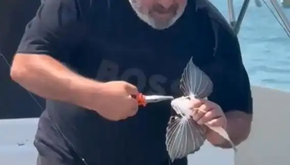 Saros'ta Nadir Görülen Kırlangıç Balığı Oltaya Takıldı: İşte Tüm Ayrıntılar