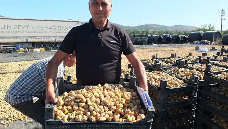 Balıkesir’de Sezonun İlk Hasadı: Çin ve Rusya'ya İhracat Başladı