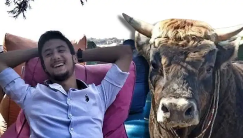 Aydın'da Güreş Boğası, Sahibi İçin Hayatından Olmasına Neden Oldu!