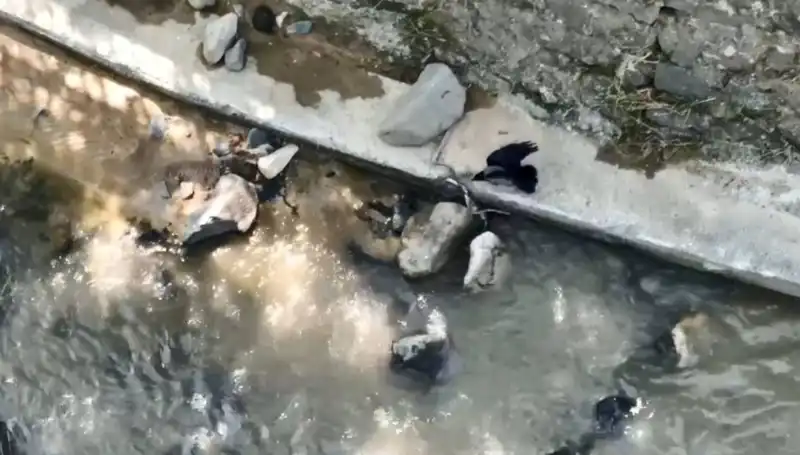 Karga, Yılanı Saldırarak Avlayan Cesur Kuşun Hikayesi