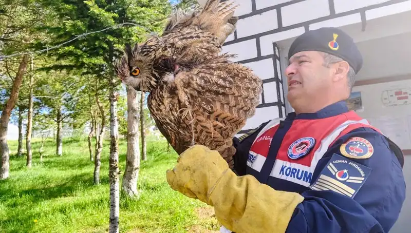 Dikenli Tellere Takılan Puhu, Doğa Koruma Uzmanları Tarafından Kurtarıldı