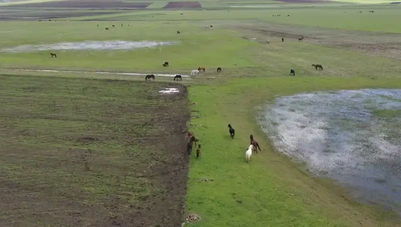 Kars'ın Büyüleyici Doğasında Yılkı Atlarının Şaşırtan Görsel Zenginliği