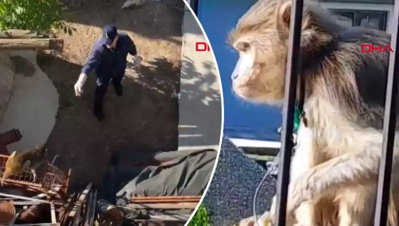 Muğla'da Şaşkına Çeviren Maymun Kovalamacası Yaşandı