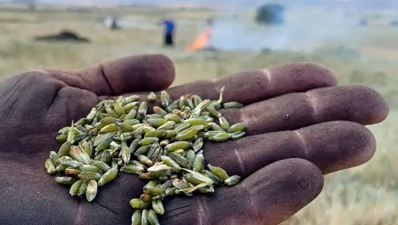 Firik Sezonu Açıldı: Doğanın En Lezzetli Hediye Kaynağı