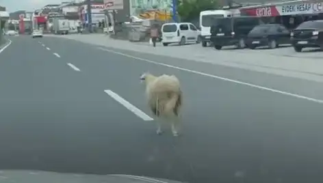 Yalova’da Kaçan Kurbanlıklar Trafiği Felç Etti: Şehirde Kaos Anları