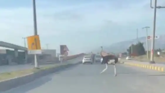 Trafikte Deve Kuşu Görüntüleri Sosyal Medyada Olay Yarattı!