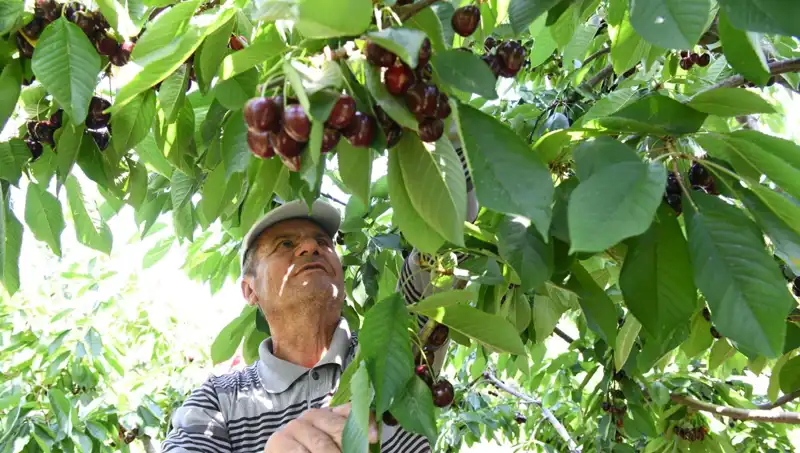 Lapseki Devi: Çay Bardağına Sığmayan Efsane Zeytin