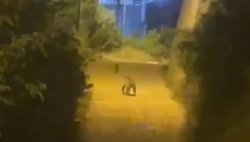 Gümüşhane Şehir Merkezinde Beklenmedik Ayı Ziyareti!