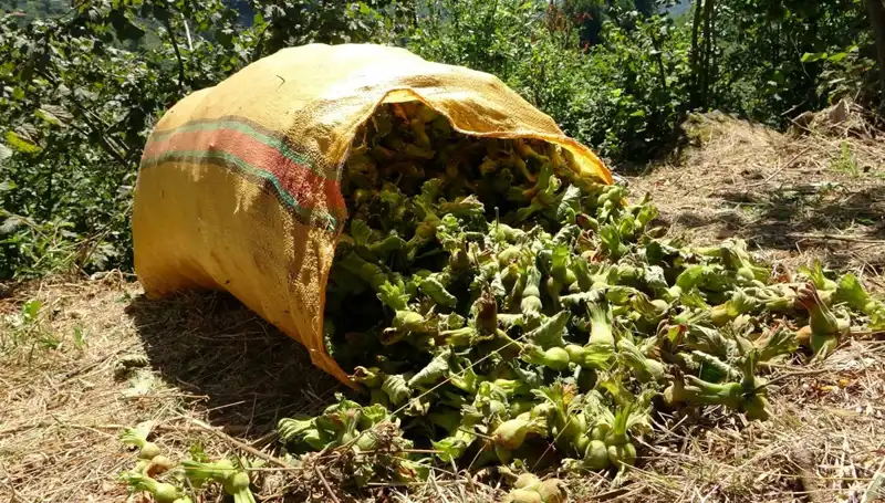 Giresun'da Fındık Hasadı Coşkusu Başladı, Üreticiler Umutlu!